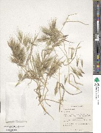 Bromus tectorum image