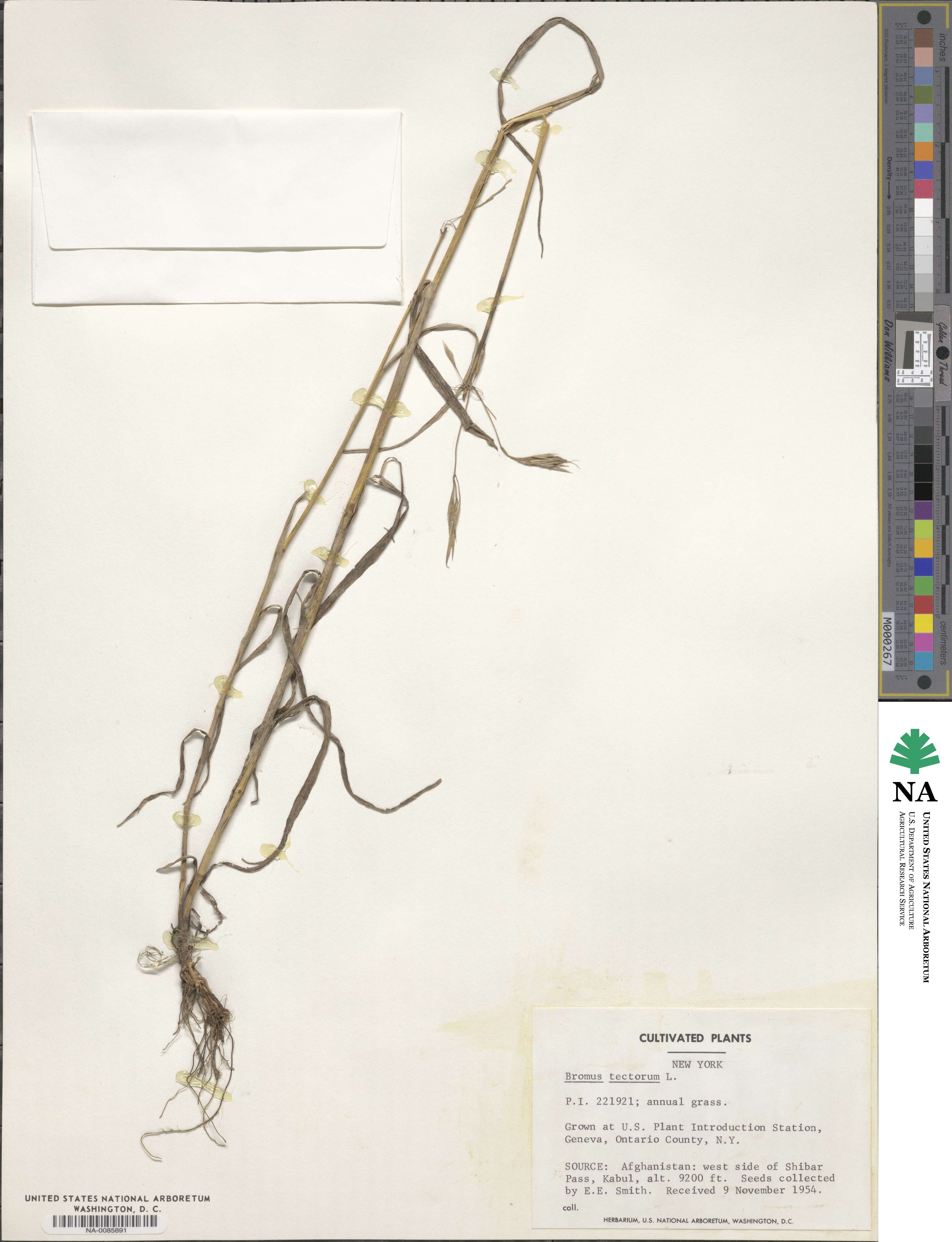 Bromus tectorum image