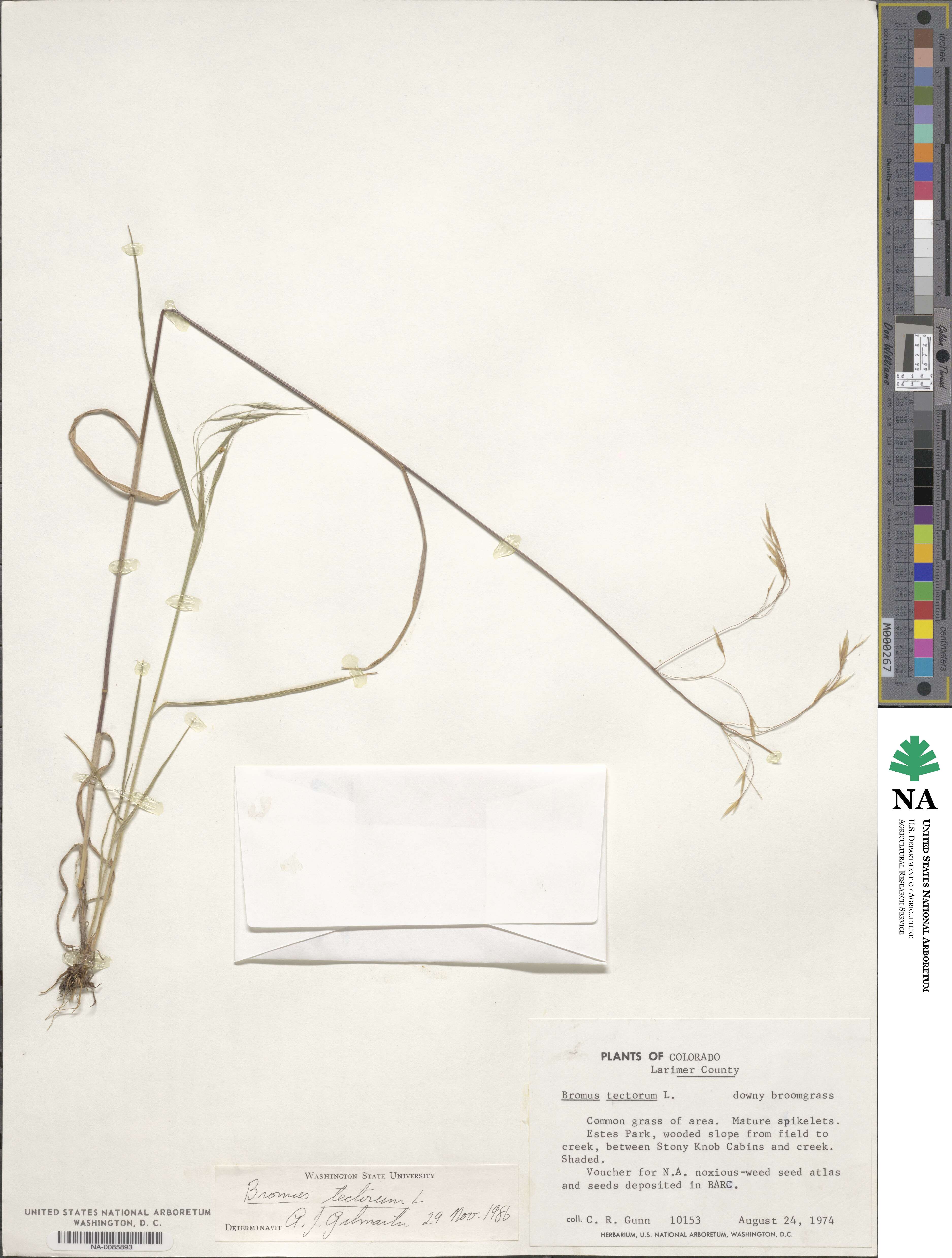 Bromus tectorum image
