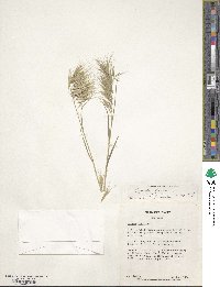 Bromus tectorum image