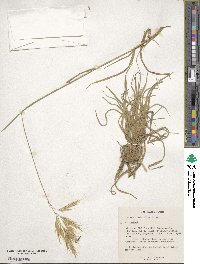 Bromus tomentellus image