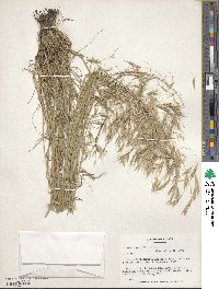 Bromus tomentellus image