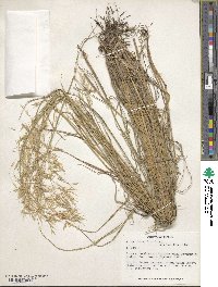 Bromus tomentellus image