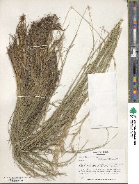 Bromus tomentellus image