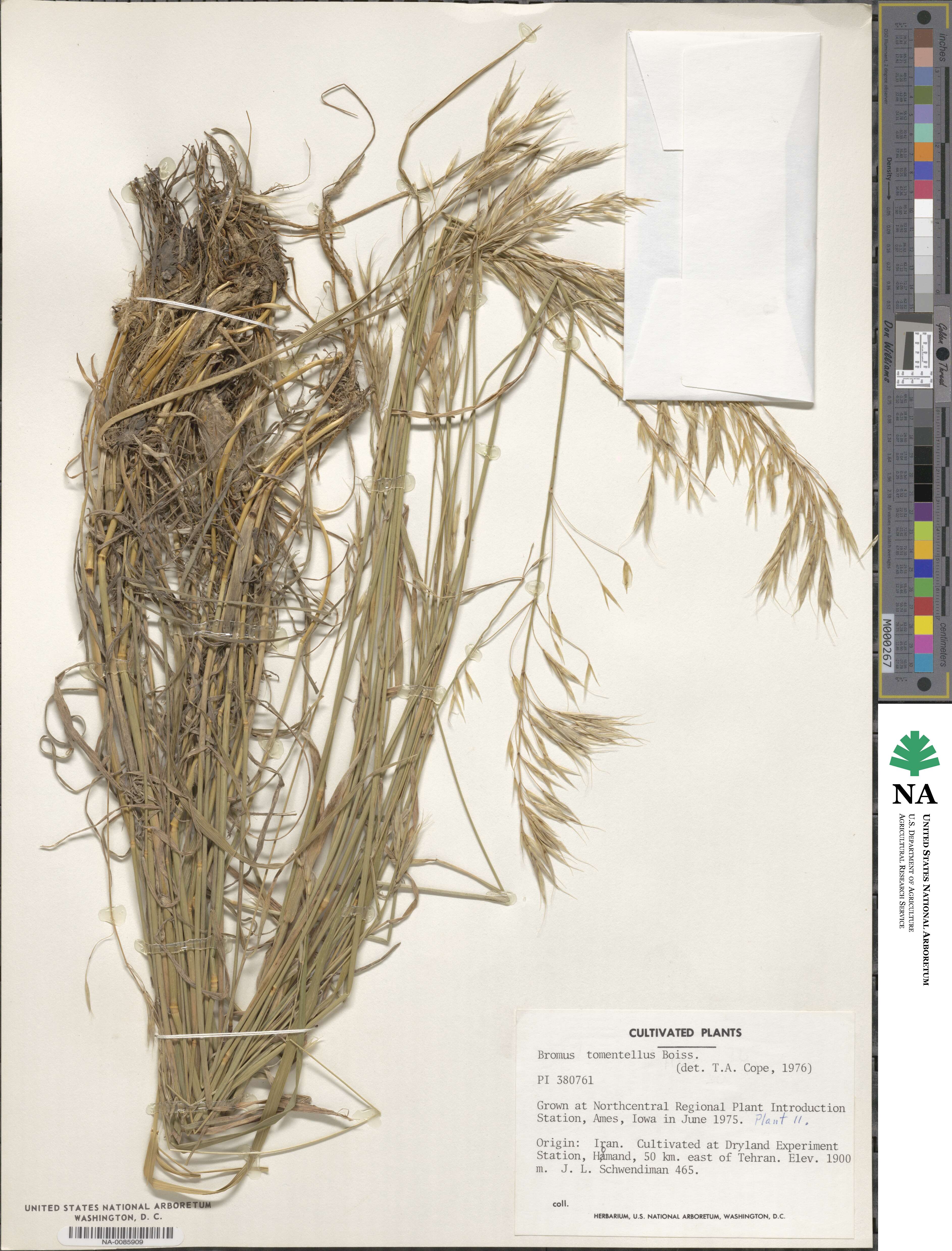 Bromus tomentellus image