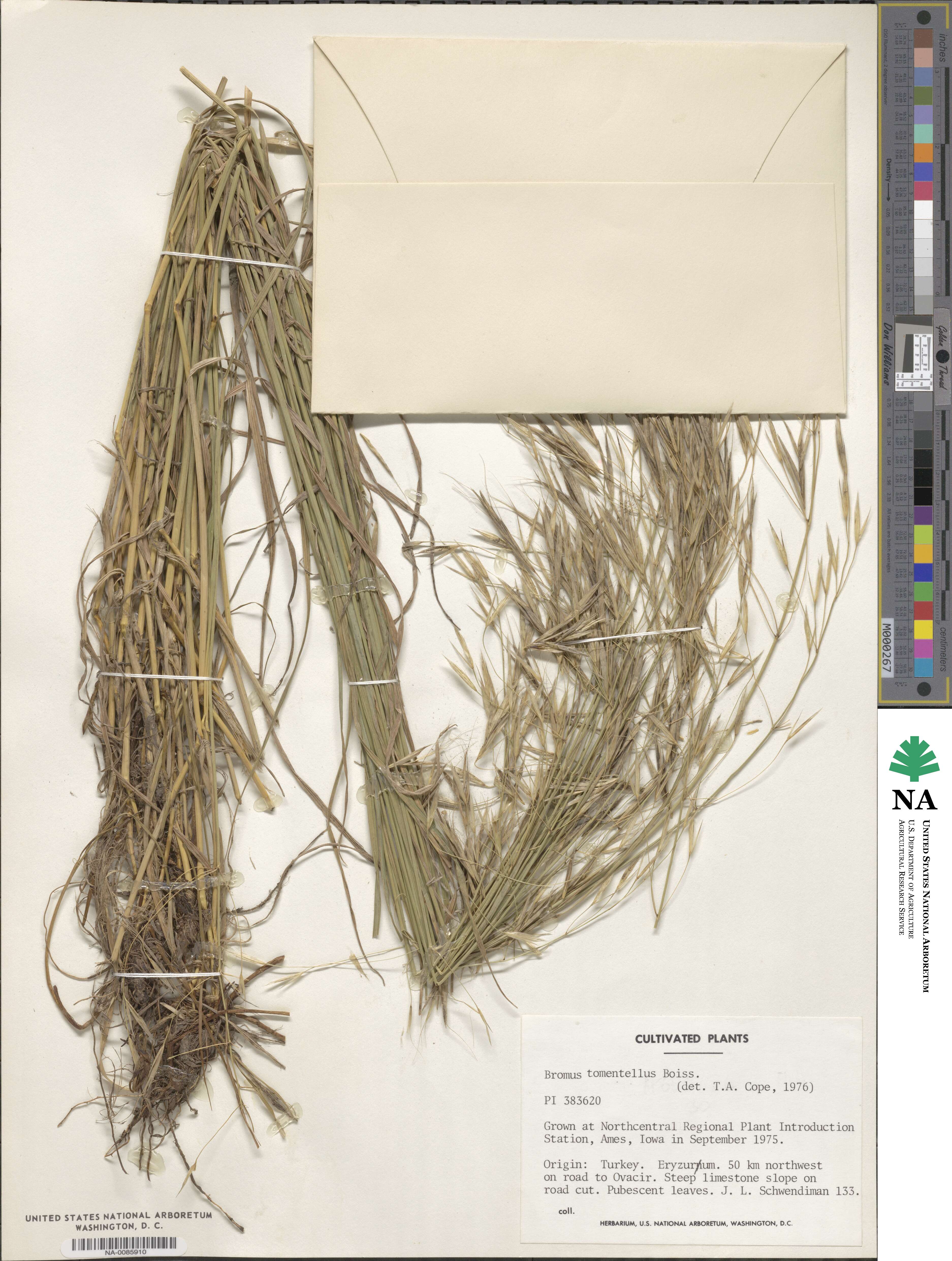 Bromus tomentellus image