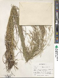 Bromus tomentellus image