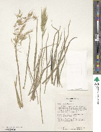 Bromus tomentellus image