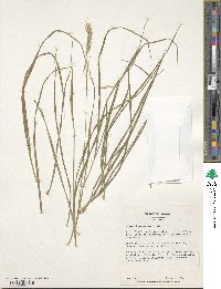 Bromus tomentellus image