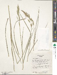 Bromus tomentellus image