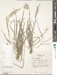 Bromus tomentellus image