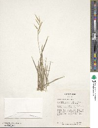 Bromus tomentellus image