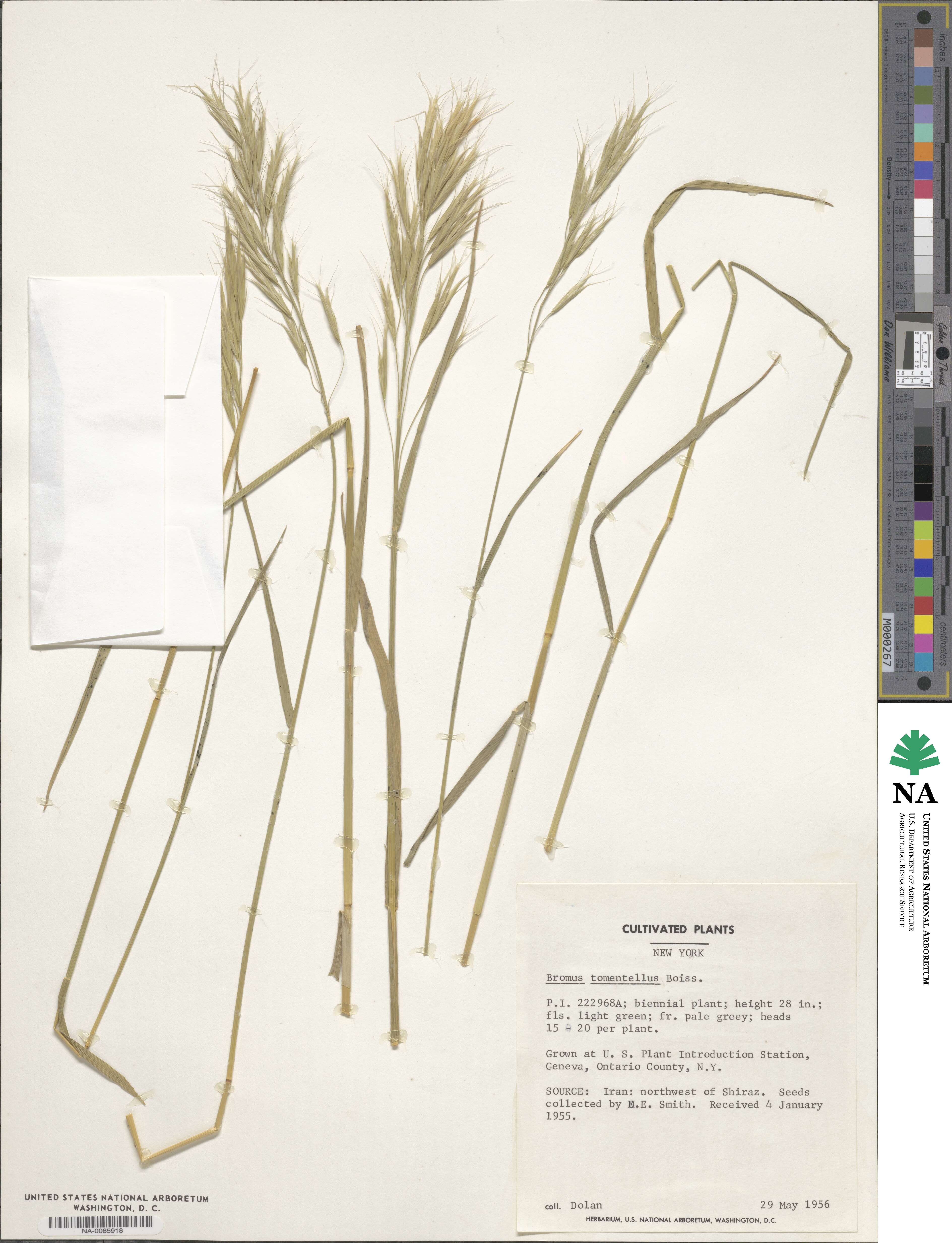 Bromus tomentellus image