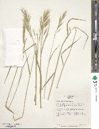 Bromus tomentellus image