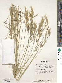 Bromus tomentellus image