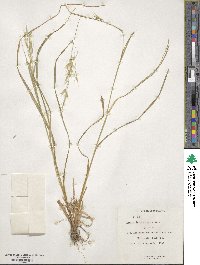 Bromus tomentellus image