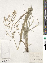 Bromus tomentosus image