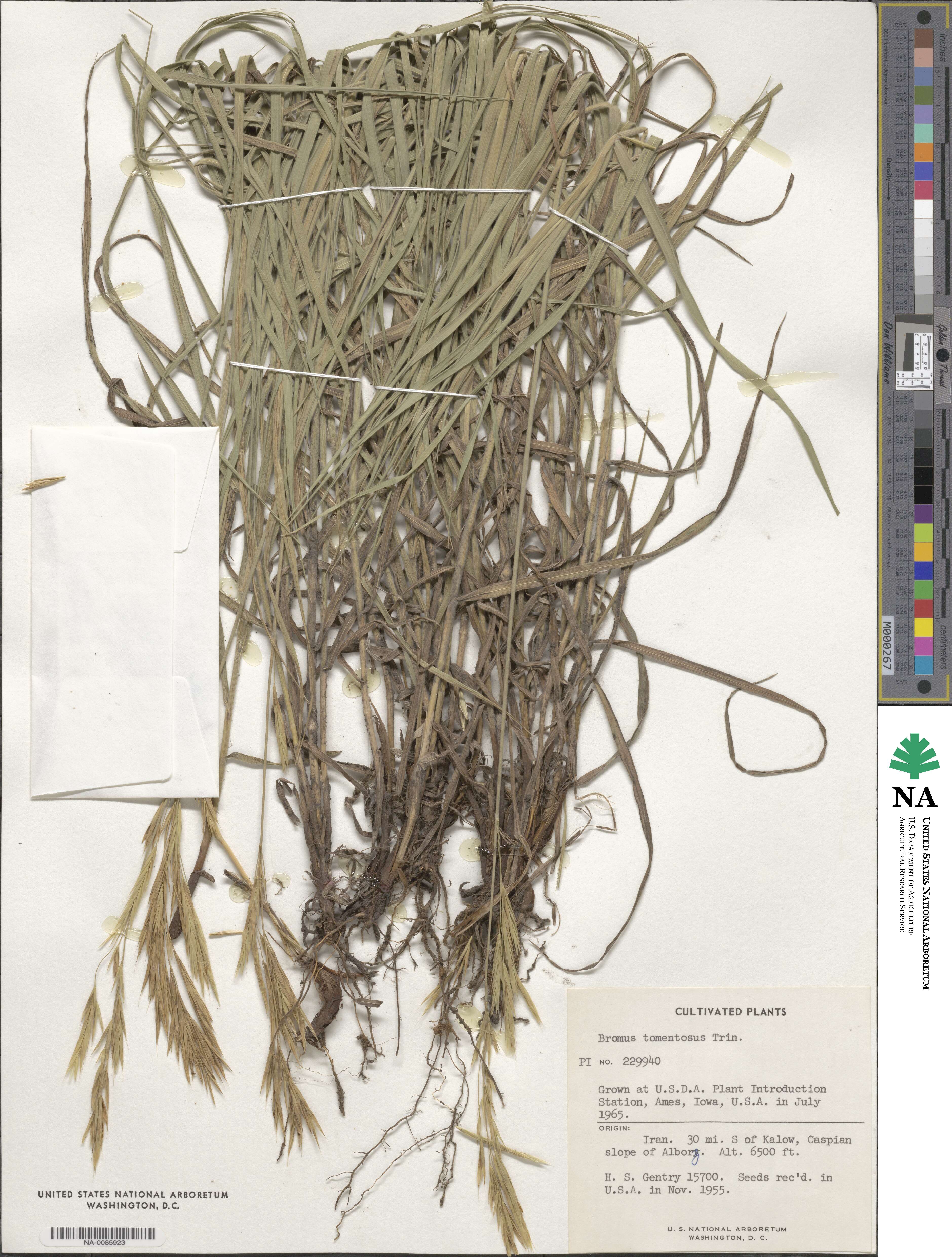 Bromus tomentosus image