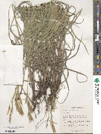 Bromus tomentosus image