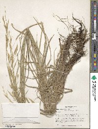 Bromus tomentosus image