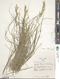 Bromus tomentosus image