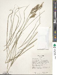 Bromus tomentosus image