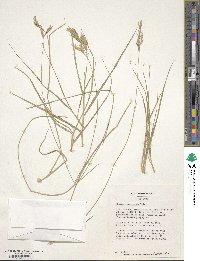 Bromus tomentosus image