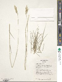 Bromus tomentosus image