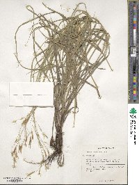 Bromus tomentosus image