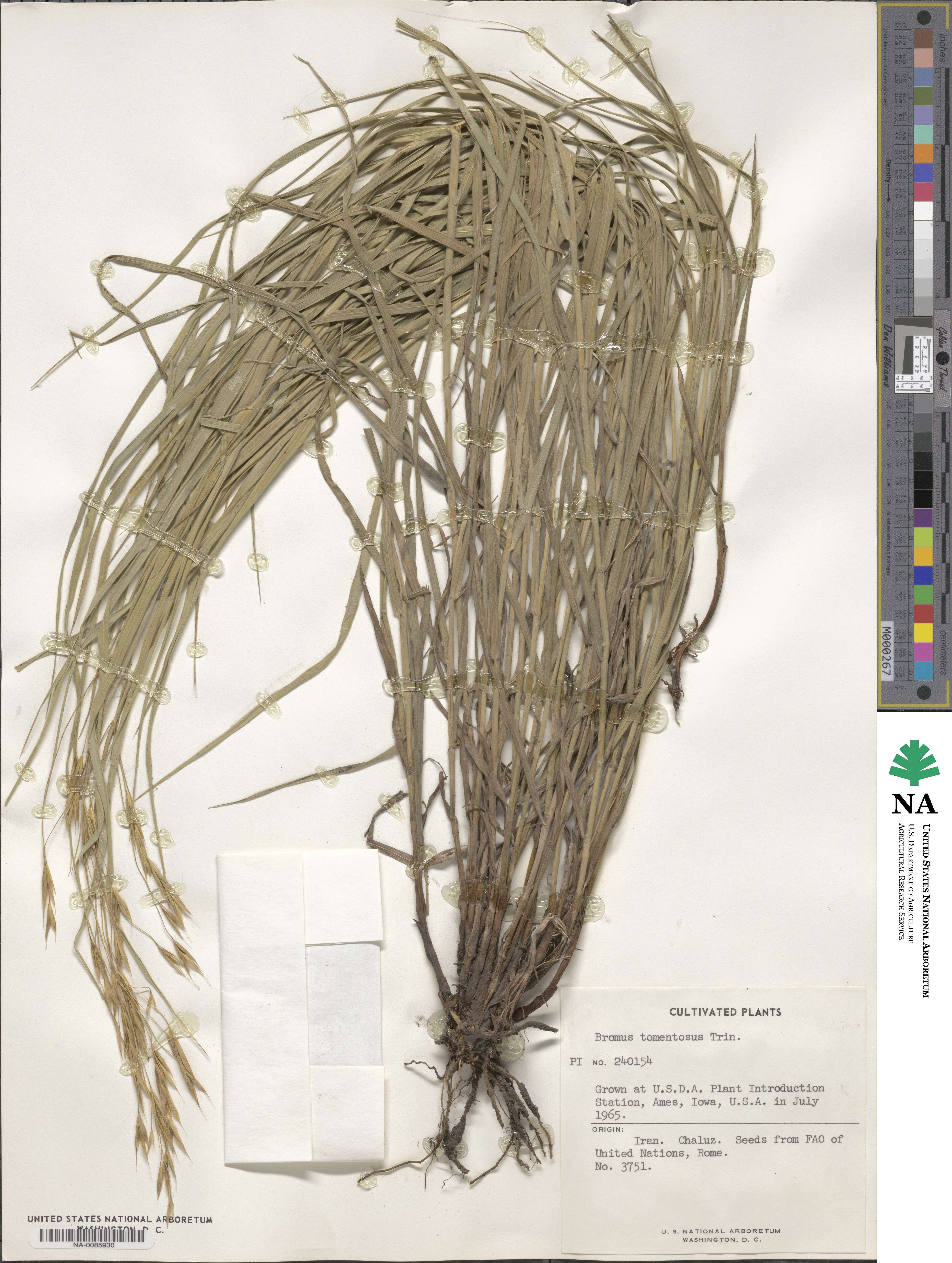 Bromus tomentosus image