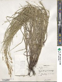 Bromus tomentosus image