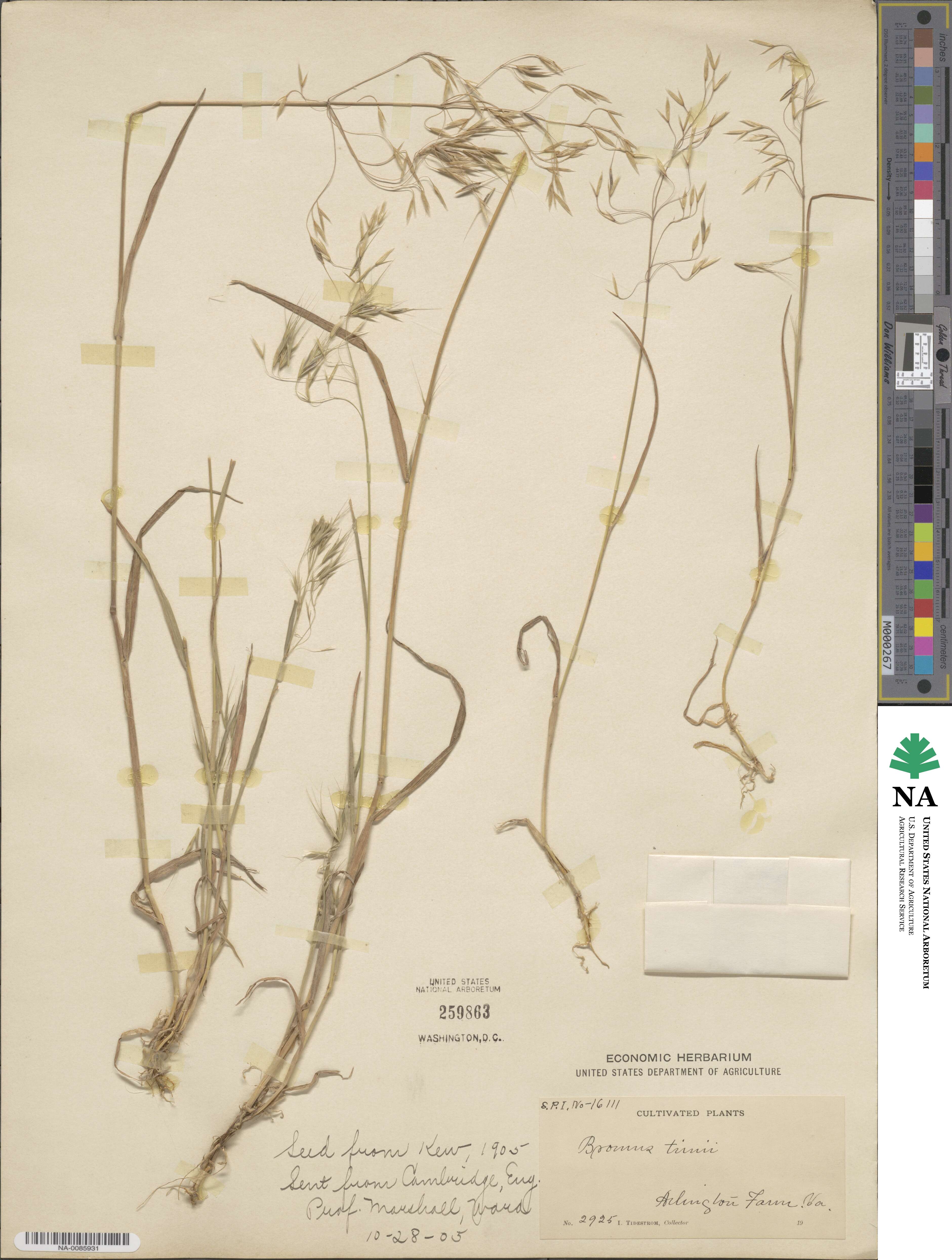 Bromus berteroanus image