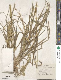 Bromus catharticus var. catharticus image