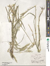 Bromus catharticus var. catharticus image