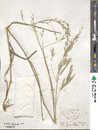 Bromus catharticus image