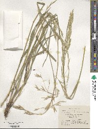 Bromus catharticus var. catharticus image