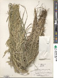 Bromus catharticus var. catharticus image