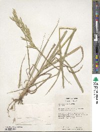 Bromus catharticus var. catharticus image