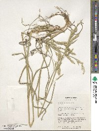 Bromus catharticus var. catharticus image