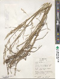 Bromus catharticus image