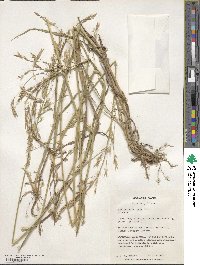 Bromus catharticus image