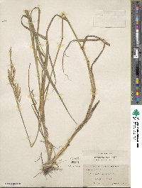 Bromus catharticus var. catharticus image