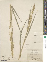 Bromus catharticus image