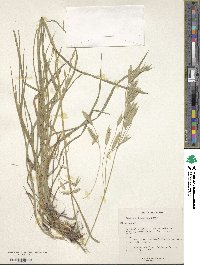 Bromus catharticus image