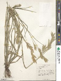 Bromus catharticus image