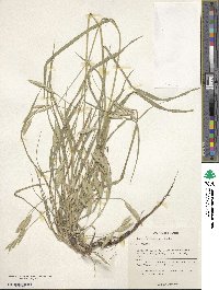 Bromus catharticus var. catharticus image