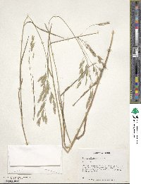 Bromus catharticus var. catharticus image