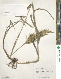 Bromus catharticus image