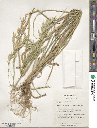 Bromus catharticus image