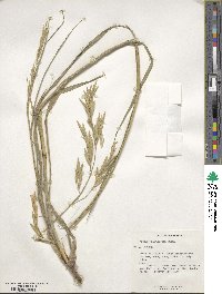 Bromus catharticus var. catharticus image